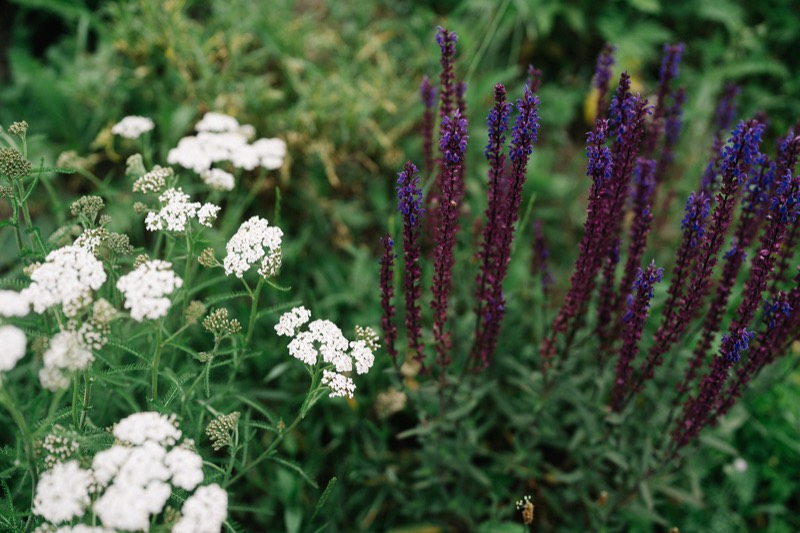 Blumen am Hof