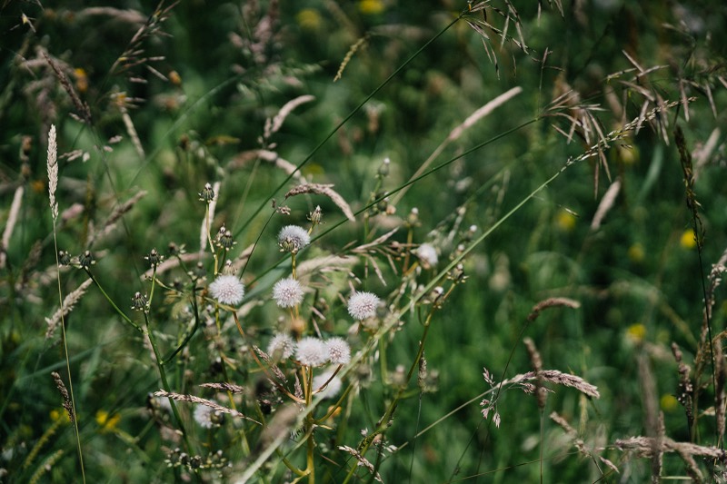 Gräser und Wiesenblumen
