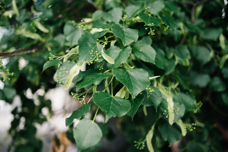 Grüne Blätter im Garten
