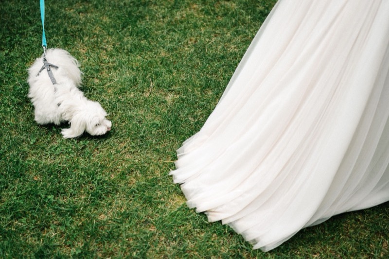 Kleiner weißer Hund neben der Schleppe des Brautkleids